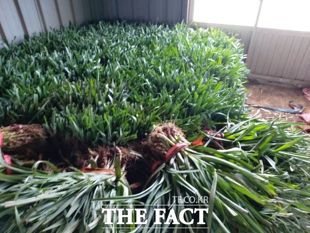 제주특별자치도 농업기술원 서부농업기술센터(소장 서익수)는 지난 11월 20일부터 대정읍 신도리에서 농업기술원 육성 풋마늘 품종인 ‘장새미’가 조기 출하하면서 겨울철 고소득을 올리고 있다. / 제주농기원 서부농기센터 제공