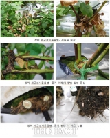  농진청 “장미 세균성시들음병 피해 주의하세요”