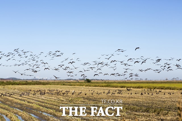 전북 부안군 행안면 조류지의 야생조류에서 H5N8형 고병원성 조류인플루엔자(AI)가 확진됐다고 3일 밝혔다. /(유)필통 제공