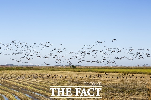 전북도가 부안 조류지에서 채취한 야생조류 분변 시료에 대해 농림축산검역본부에서 정밀 검사를 실시한 결과, H5N8형 고병원성 조류인플루엔자(AI)가 확진됐다고 밝혔다. /유한회사 필통 제공