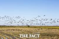  전북 부안 야생조류서 고병원성 조류인플루엔자 추가 확진