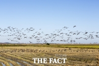  부안 야생조류, 고병원성 조류인플루엔자 '확진'