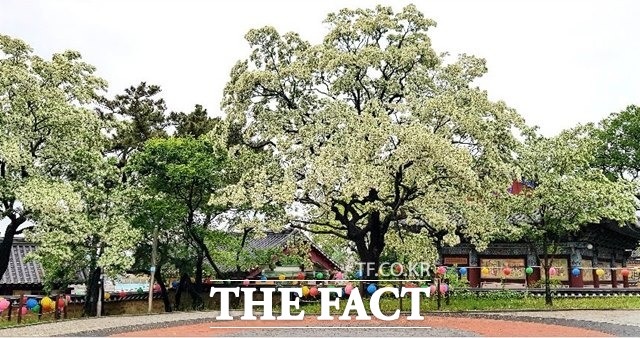문화재청은 7일 포항 흥해향교 이팝나무 군락이 천연기념물로 지정했다./포항=김달년기자
