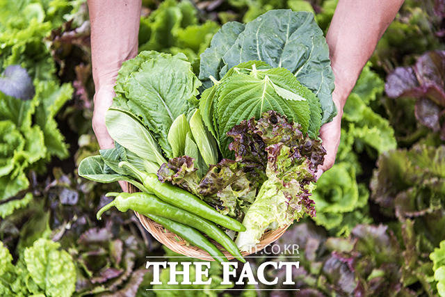 전북도 연구원은 올해 1월부터 12월 현재까지 채소류와 과일류 등 총 727건의 농산물에서 제초제, 살충제 등을 포함해 잔류농약 230항목에 대해 안전성 검사를 실시했다. /유한회사 필통 제공