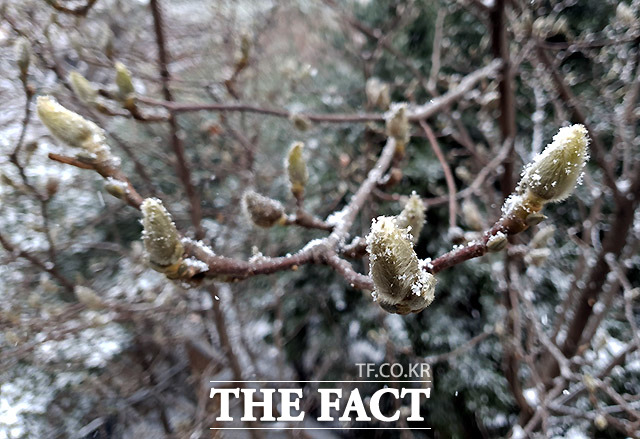 목요일인 10일 전국이 대체로 흐린 가운데 곳곳에 눈과 비가 내리겠다. /이효균 기자