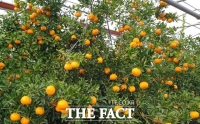  황금향보다 당도 높은 ‘윈터프린스’ 겨울 과일 시장 첫 도전장