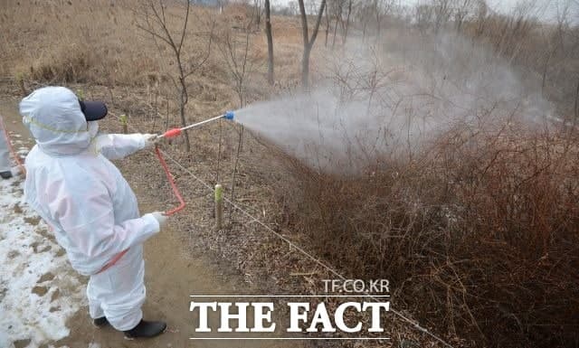 전남도는 나주 육용오리 농장에서 고병원성 조류인플루엔자가 발생했다며 발생농장에 대한 출입통제와 사육 오리 살처분과 매몰을 완료하고 주변 농장에도 신속한 검사를 실시해 추가 확산 예방에 만전을 기하고 있다고 밝혔다. /더팩트 DB