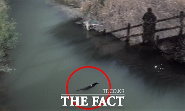 지난 9일 오후 전북 남원시 향교동 광치천에서 물고기를 사냥하는 수달. /남원시 제공