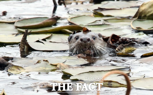 수초 사이를 여유롭게 헤엄치고 있는 수달/포항시 제공