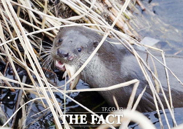 물고기를 사냥해 수풀속으로 돌아가는 수달의 모습/포항시 제공