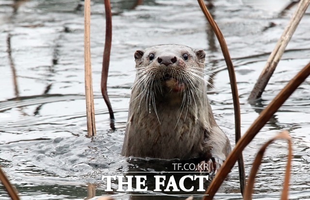 포항 도심에 위치한 신제지에서 포착된 수달/포항시 제공