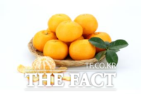  농진청 감귤연구소, 감귤 신품종 '윈터프린스' 개발