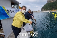  울릉군, 직접 생산한 어린해삼 방류