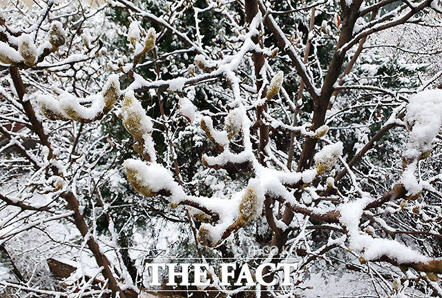 중부지방을 중심으로 많은 눈이 예보된 가운데 13일 오전 서울 서초구 방배동 일대에 눈이 내리고 있다. /이효균 기자