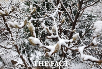  서울 전역 등 전국 곳곳 대설주의보…최대 7cm