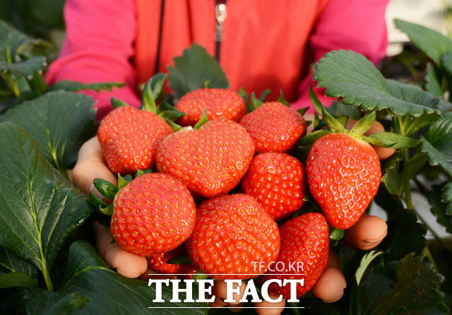 전남 담양군이 자체 개발한 딸기가 유럽에서 2040년까지 품종보호권을 확보했다. 사진은 하우스에서 수확한 죽향 딸기./담양군 제공