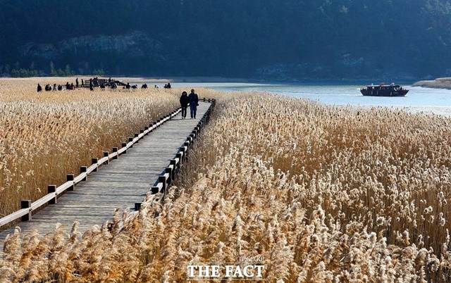 순천만 습지의 갈대꽃이 만발한 가운데 탐방객이 데크길을 따라 습지를 감상하고 있다. /순천시 제공