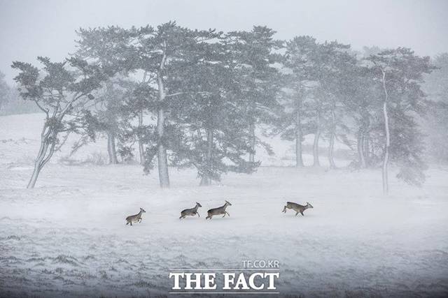 제주도 세계유산본부는 14일 제12회 제주국제사진공모전 입상작 17점을 발표한 가운데 공모전의 대상은 현홍영(제주 거주)씨의 ‘설원에 노루 나들이’ 작품이 차지했다. /제주도 제공