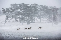  제주도, 제12회 제주국제사진공모전 입상작 17점 선정... 대상  ‘설원에 노루 나들이’ 차지