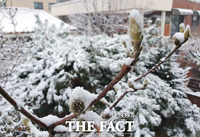 서울을 겨울왕국으로 만든 하얀 눈과,