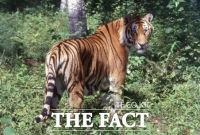  백두산 호랑이 한라산에 오다