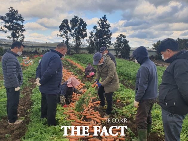 17일 제주농협에 따르면 올해산 당근생산량이 평년 4만9135톤 대비 11.5% 증가한 5만4774톤이 예상, 12월 당근 가격은 2만2000원 내외로 평년 2만9122원 대비 24.5% 하락한데다 1월 역시 전년 및 평년대비 가격이 하락할 전망이다.