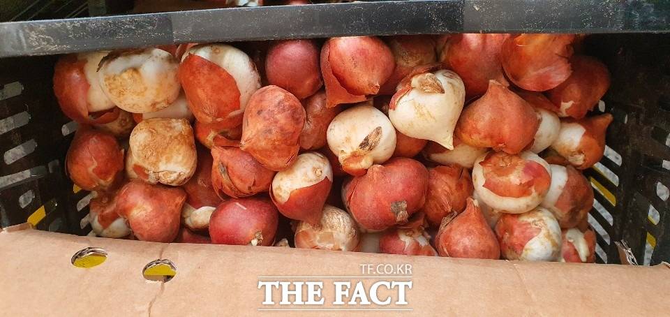 네덜란드 왕정이 택배로 순천시에 보내온 튤립 알뿌리. / 순천시 제공