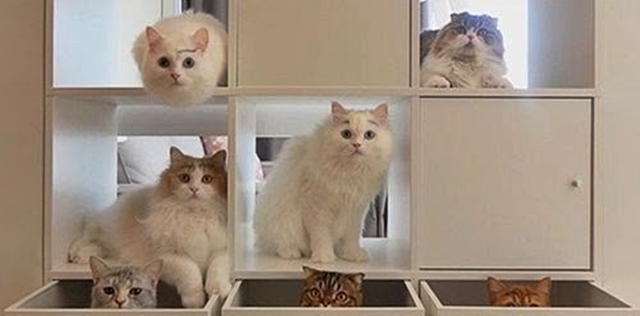 크림히어로즈 주인공 고양이들 /유튜브 크림히어로즈 채널 캡처