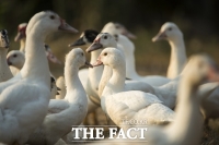  남원 사매면 육용 오리농장서 조류인플루엔자(AI) 검출