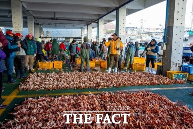 지역 대표 수산물인 오징어는 전년에 비해 위판량과 금액이 크게 증가한 반면 대게와 문어는 감소한 것으로 나타났다. 구룡포수협 대게 위판 모습/독자제공