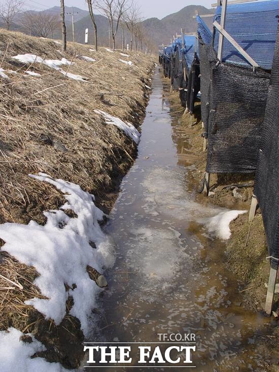 겨울철 내린 눈이 녹아 습기 피해가 우려되는 인삼밭. /농촌진흥청 제공