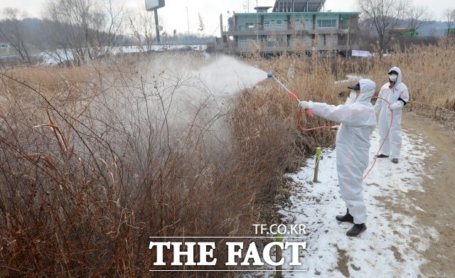 28일 전북 정읍시 입암면의 한 오리농장에서 조류인플루엔자(AI) 항원이 검출 돼 농림축산검역본부에서 고병원성 여부를 검사 중이다. /더팩트 DB