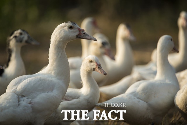 정읍시 입암면 소재 육용오리 농장에서 고병원성 조류인플루엔자(AI)가 확진됐다. /(유)필통 제공