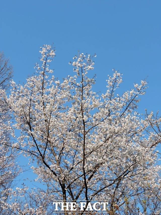 올벚나무 전경. /산림청 국립수목원 제공