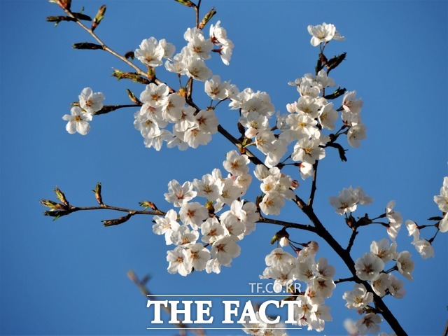 산림청 국립수목원이 관상가치가 높은 올벚나무 대량증식 기술 개발에 성공했다. /산림청 국립수목원 제공