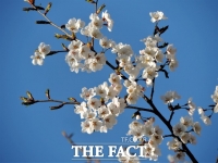  국립수목원, 올벚나무 대량증식법 성공