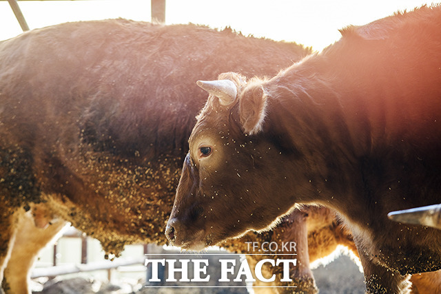 전북도가 도내 10개 가축시장에서 거래되는 한우에 대해 부모 소 일치 확인검사를 통한 이력관리 신뢰도를 확보해 차별화된 운영에 나선다. /유한회사 필통 제공