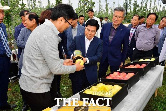 옐로우시티 장성의 특산물인 ‘황금사과’의 우수한 품질이 과학적 연구를 통해 입증됐다./장성군 제공