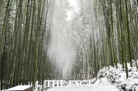  [TF사진관]담양 죽녹원·관방제림의 그림 같은 '설경'