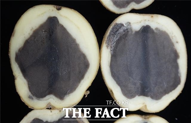 흑색심부가 발생한 감자. /농진청 제공