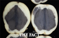  농진청, 저장고 환기만 잘해도 봄 씨감자 ‘흑색심부’ 예방