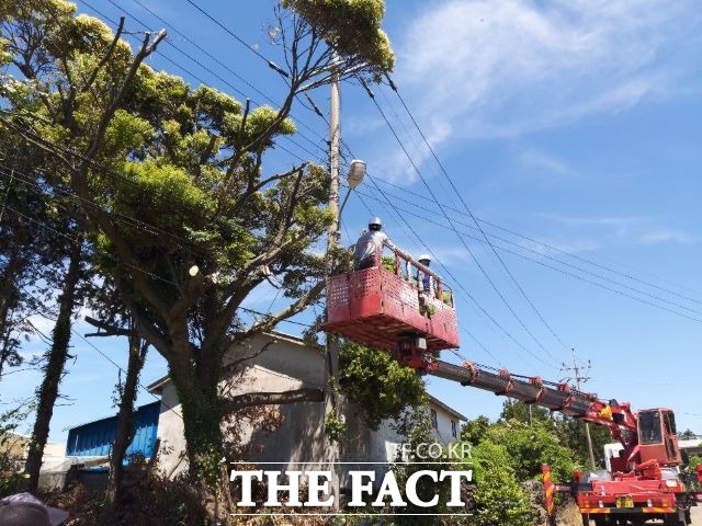 서귀포시는 안전하고 편리한 생활환경을 조성, 시민의 안전과 재산을 보호하기 위해 생활권 주변 재해위험 및 생활불편 수목 정비사업을 추진한다고 12일 밝혔다. / 서귀포시 제공