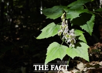  지리산국립공원, '세뿔투구꽃' 자생지 특별보호구역 신규 지정