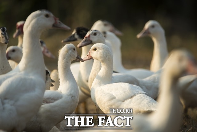 전북도는 14일 정읍시 정우면 소재 종오리 농장에서 고병원성 조류인플루엔자(H5N8형)가 확진됐다고 밝혔다. /더팩트 DB