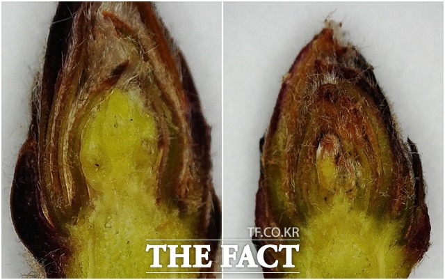 사과나무의 꽃눈(왼쪽)과 잎눈(오른쪽). /농진청 제공