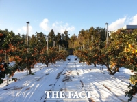  서귀포시, 2021년 감귤원 토양피복 지원사업 추진