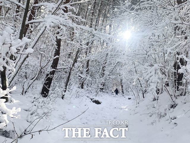 지리산 바래봉 눈 덮힌 나무 사이로 쏟아지는 햇빛. /강지웅 제공