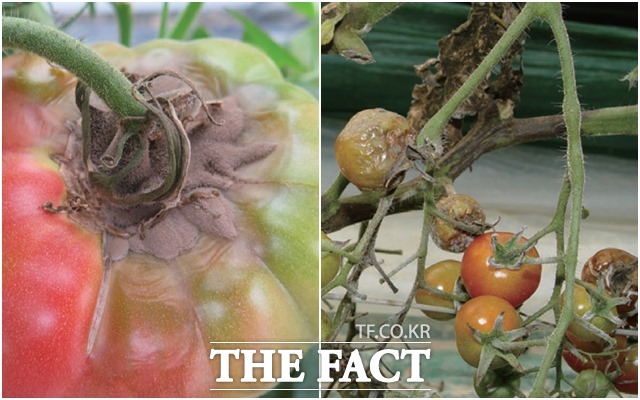 겨울철 토마토에서 발생한 잿빛곰팡이병(왼쪽)과 잎마름역병(오른쪽). /농촌진흥청 제공