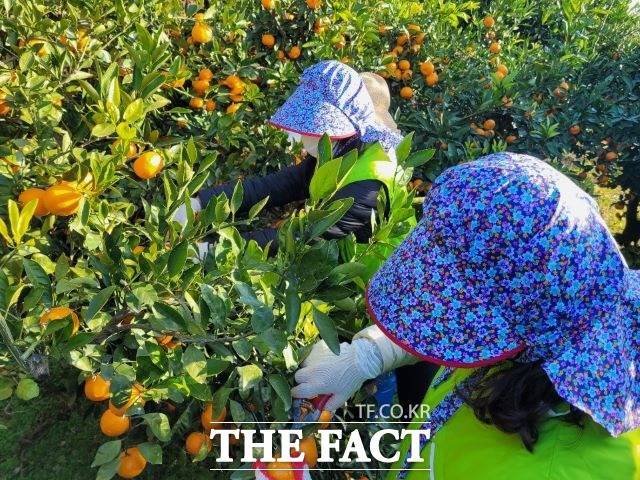 제주감귤이 코로나19라는 위기속에도 최대 수출실적을 달성했다. 19일 aT 한국농수산식품유통공사 제주지역본부에 따르면 2020년도 제주도내 감귤 수출은 540만 달러를 기록, 최근 10년내 최대실적을 경신했다. / 제주농협 제공