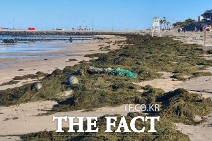 제주도는 제주연안에 괭생이모자반이 대량 유입됨에 따라 유관기관 합동으로 처리 대책본부를 가동한다고 20일 밝혔다. / 제주도 제공